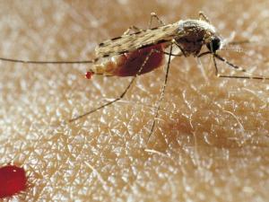 Le paludisme se propage par la piqûre de certaines espèces de moustiques du type anopheles.