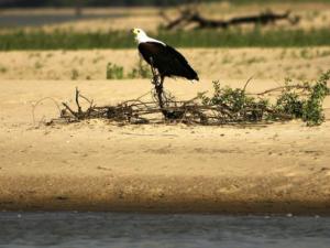 The Selous Game Reserve is home to a huge range of species, including the African fish eagle