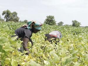 Refugees in Uganda transform their lives beyond livestock