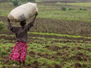 Surviving Covid-19: Children now forced into casual labour