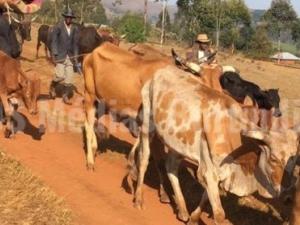 Des combats à l’est de la RDC inquiètent les bergers burundais