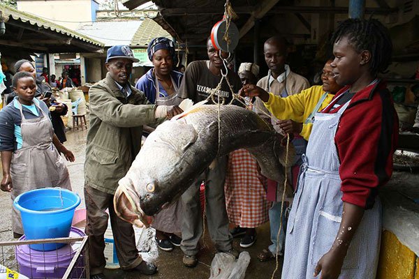 Chinese Culinary And Sex Appetites A Boon For East Africa Fish Exporters Igl Infos Grands Lacs